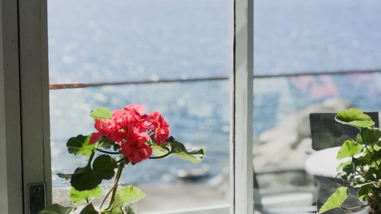 Pelargoni ikkunalaudalla